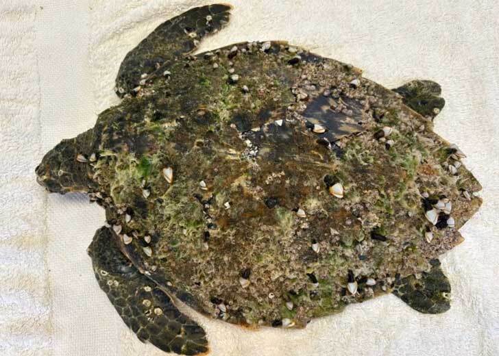 A photo of a female Hawksbill sea turtle in a vet's office coffered in barnacles and moss, photographed from above