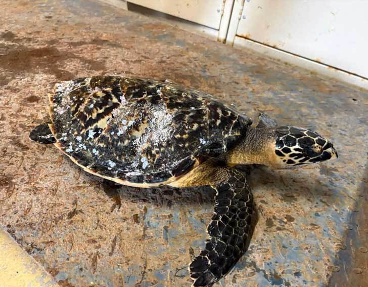 A female Hawksbill sea turtle on the floor of a vet office, her turtle shell free of barnacles