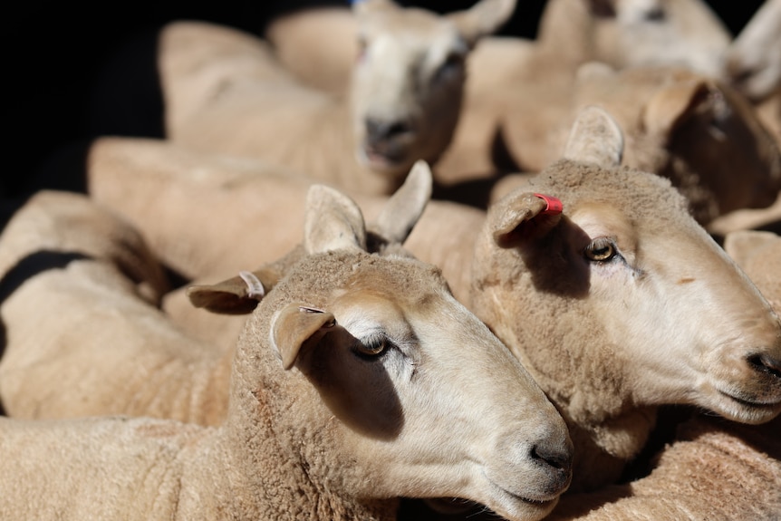 a small mob of sheep gathered in a livestock pen