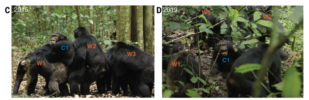 two images showing four chimps cuddling in one and three attacking the fourht in the other 