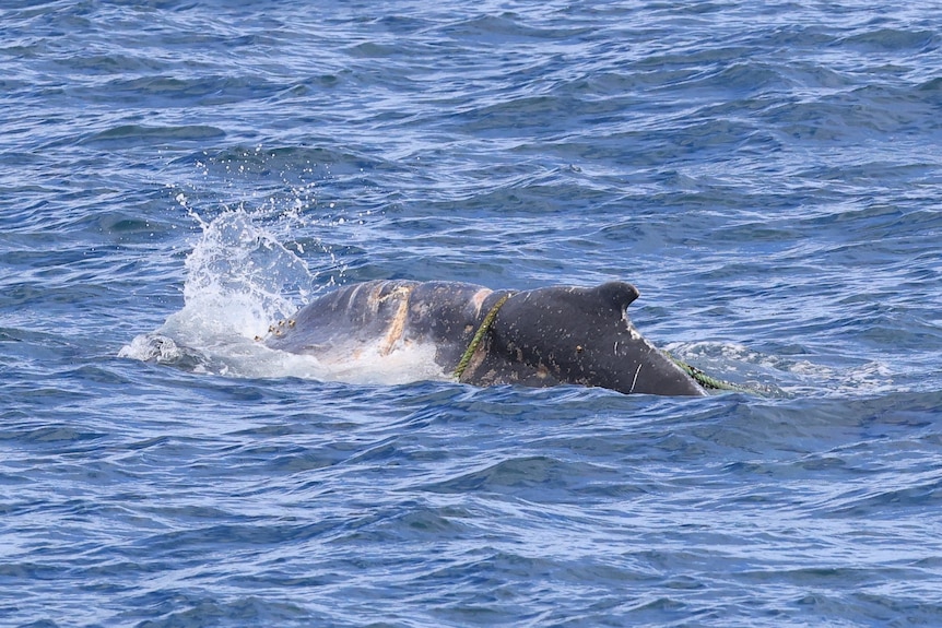A whale with a rope