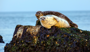 Live: Exploring Changdao, a rest stop for spotted seals