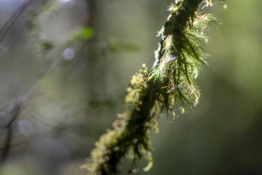 Close up of green feathery moss on a tree branch