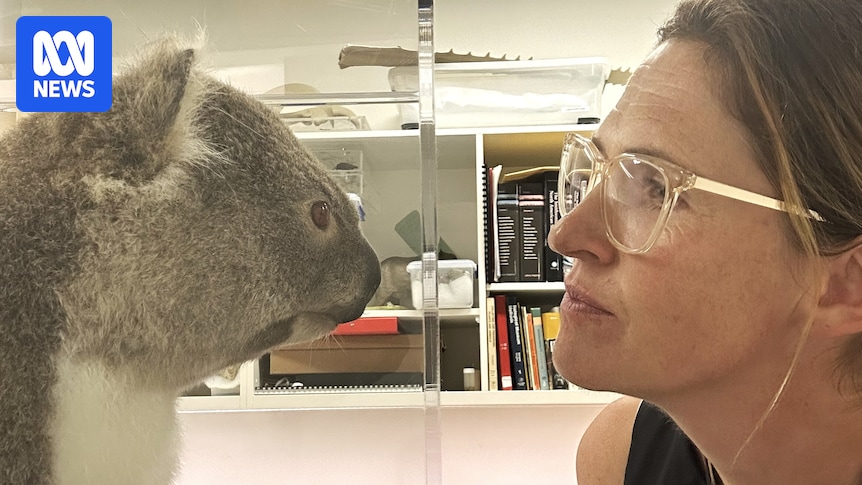 Armidale museum freezes dozens of koalas for taxidermy and research