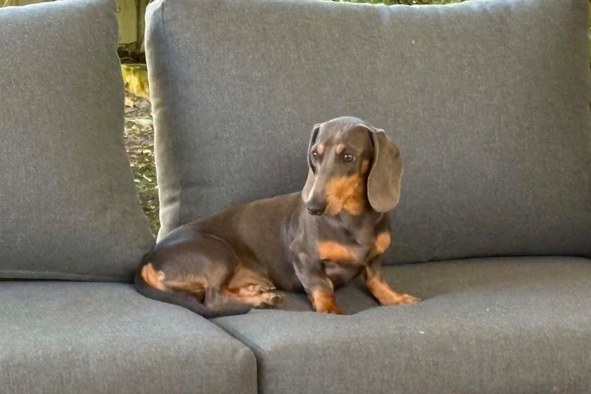 A dachshund on a sofa. 