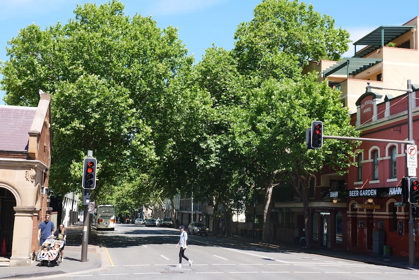 a street lined with big green trees.
