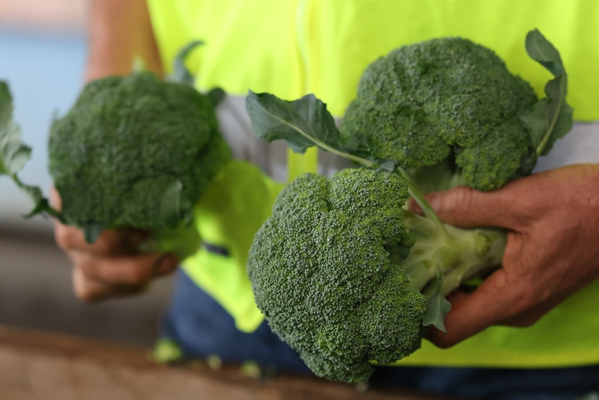 a man holds stems of broccoli in his hand