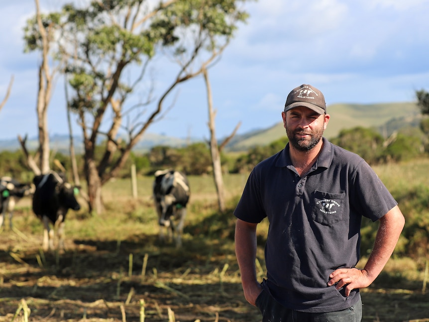 A man in a blue shirt and a peak cap stands in front of a herd of cows and a group of trees.