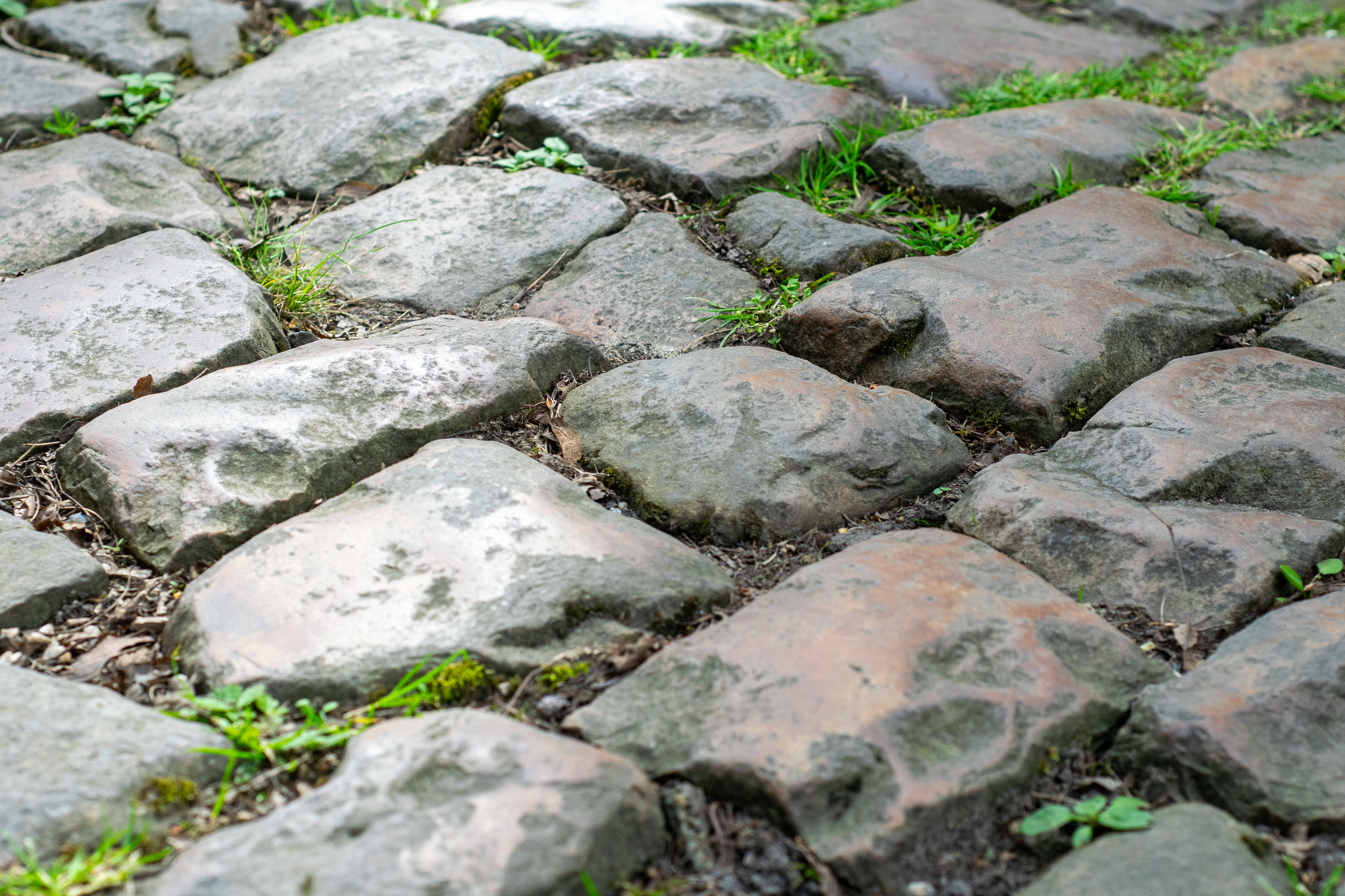 Paris Roubaix cobblestones at the forest of Arenberg