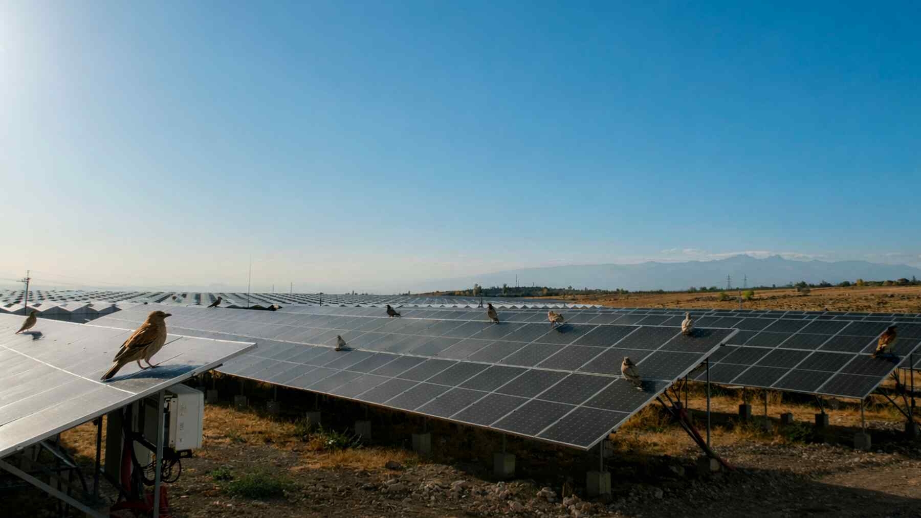 Solar plants benefiting animal species