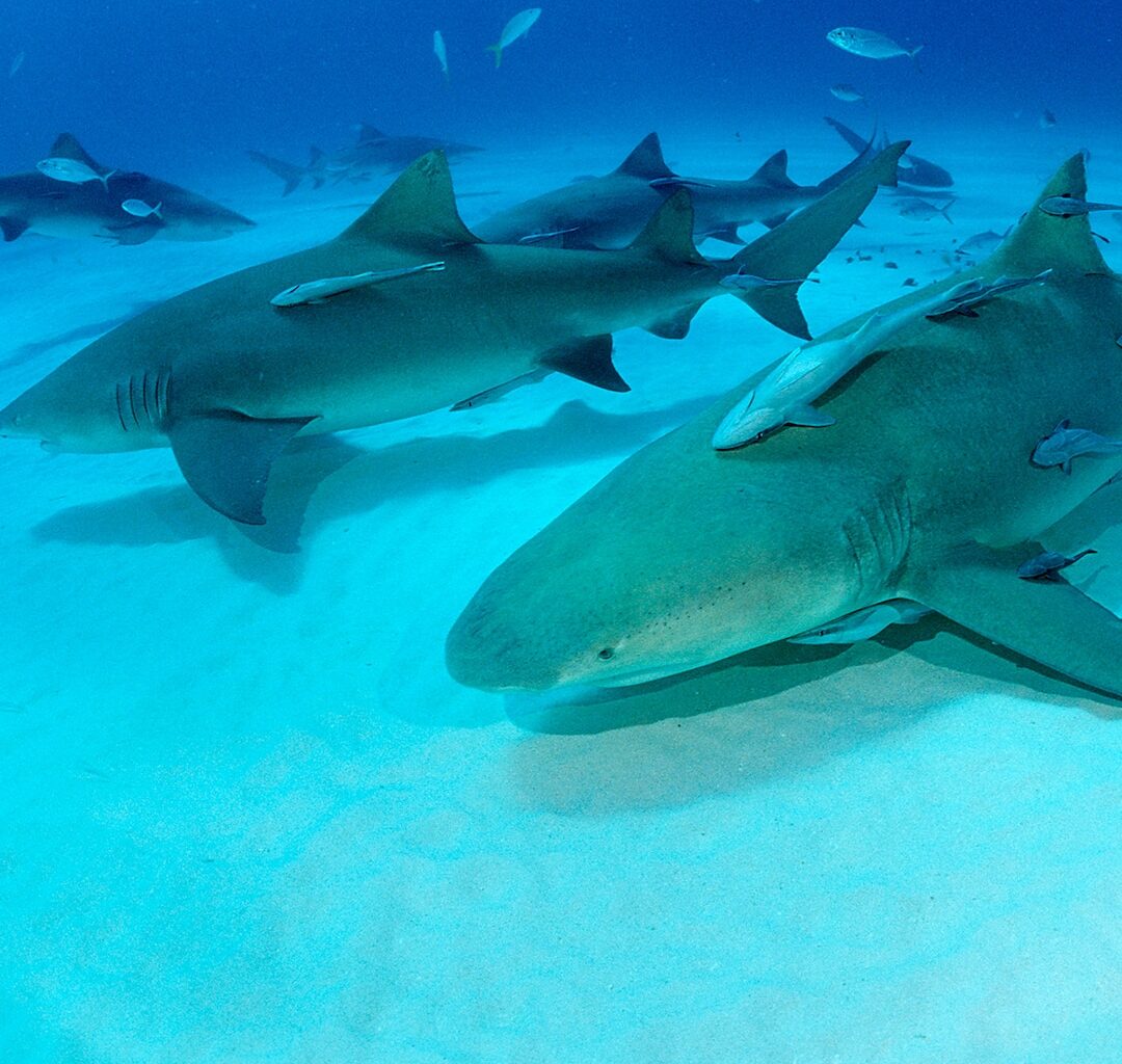 Sharks in Bahamas Test Positive for Cocaine, Painkiller in New Study