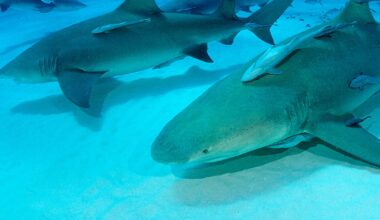 Sharks in Bahamas Test Positive for Cocaine, Painkiller in New Study