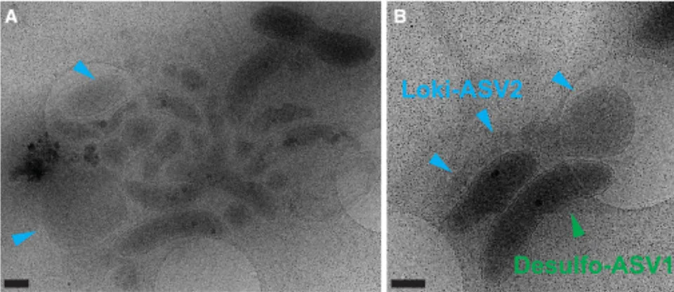 Two microscope images showing Asgard archaea interacting with bacteria.