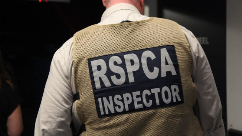 Perth therapist accused of beating client’s dog