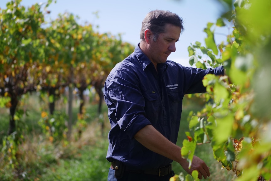 A man with greying hair stands at a grape vine in a vineyard