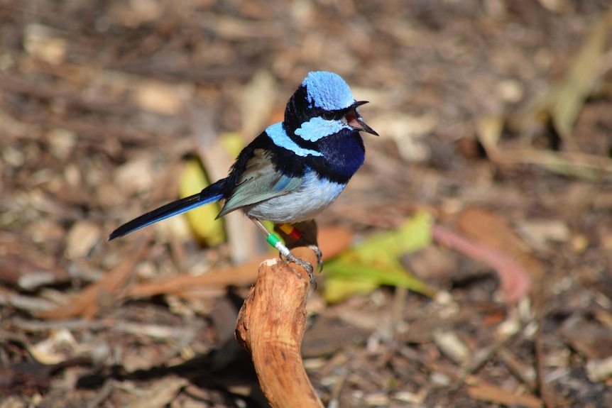 A bird with a bright blue head, black eye banding, white belly and black and teal wing perched on a stick just off the ground.