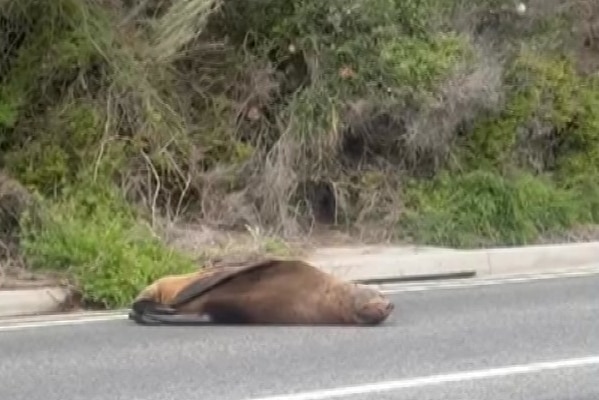 A seal sleeping on a road.