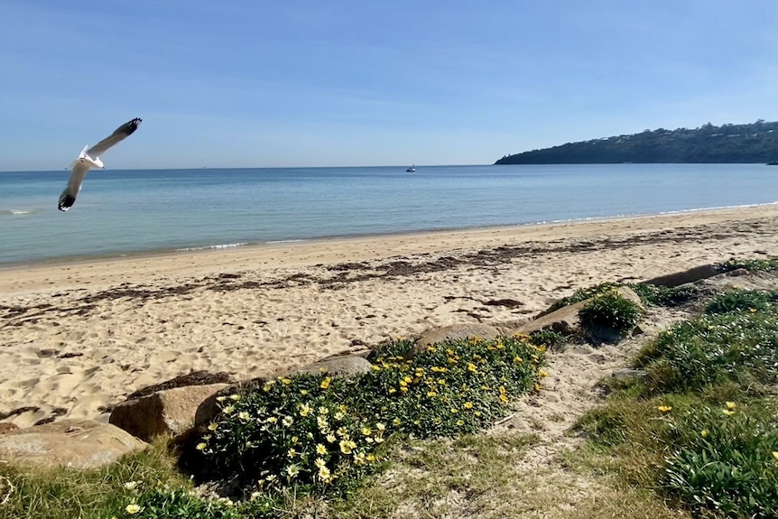 A seagull flies close to the grass where yellow flowers grow beside a stretch of sand that leads to water on a cloudless day.