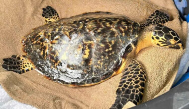Rare Sea Turtle Returns to the Wild Months After Being Found 'Gravely Unwell' and Covered in Barnacles