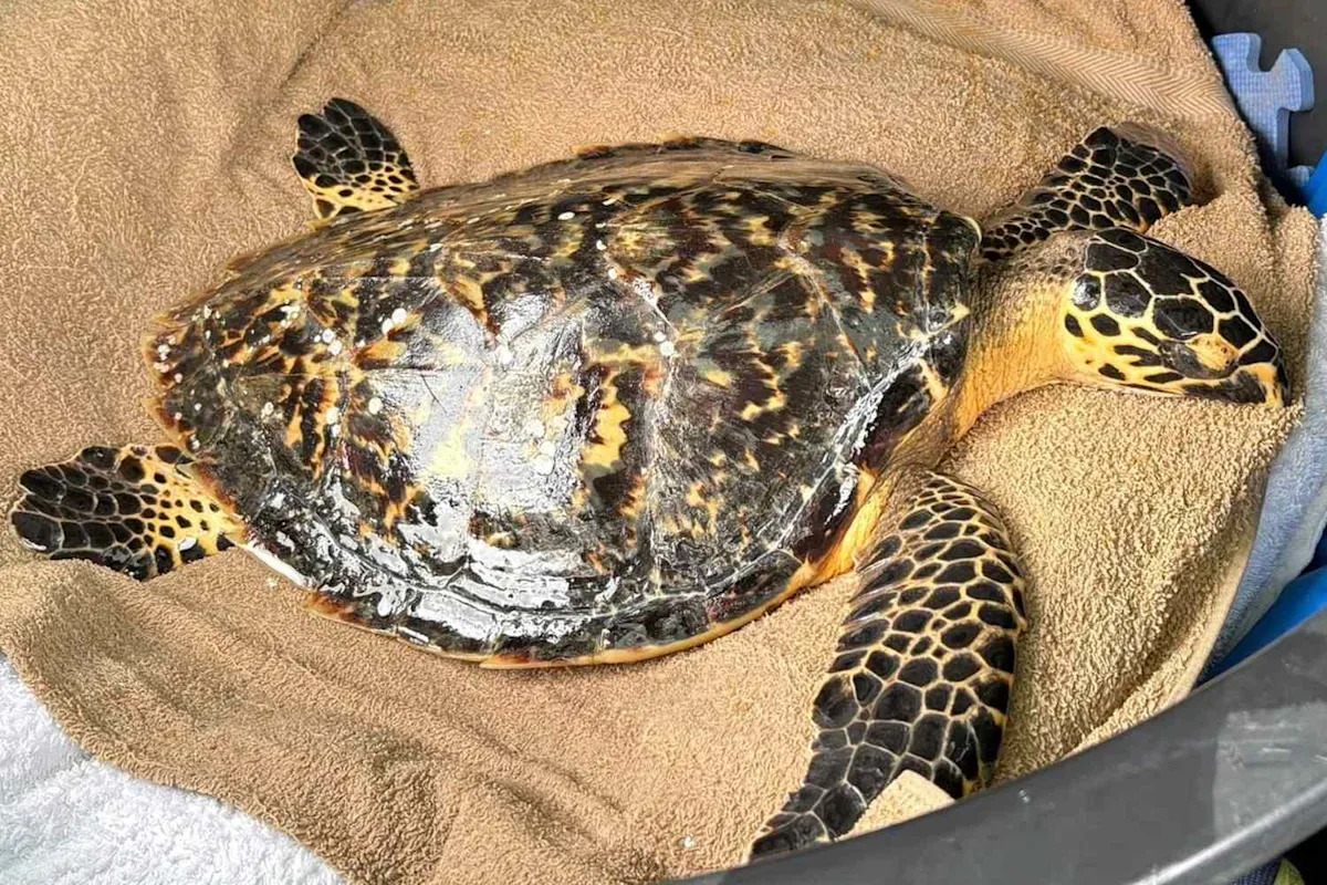 Rare Sea Turtle Returns to the Wild Months After Being Found 'Gravely Unwell' and Covered in Barnacles