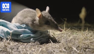 Predator-free farm helps endangered species thrive