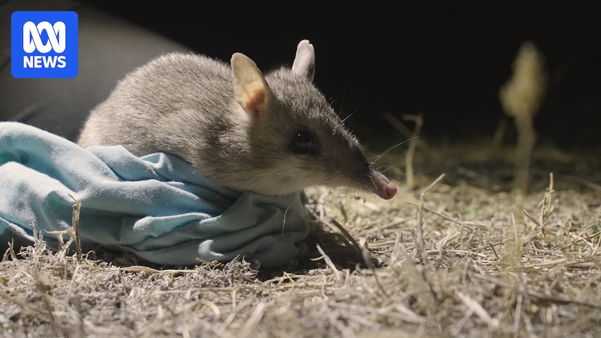 Predator-free farm helps endangered species thrive