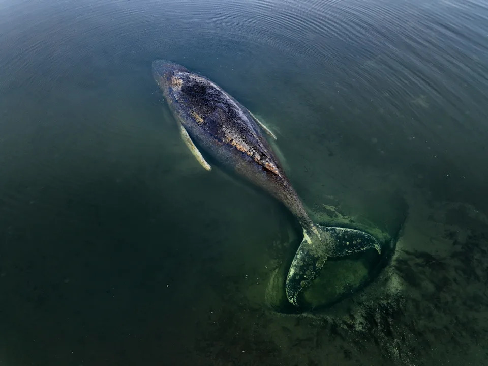 Aerial shot of the stranded whale, focusing on its deteriorating skin.