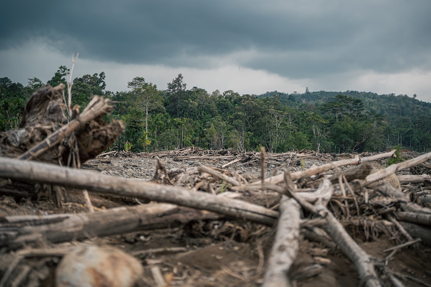 A close up photo showing seas of timber in Gunci.
