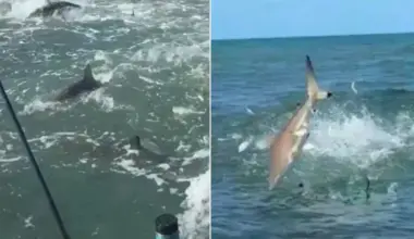 Brett Barley surrounded by hundreds of spinner sharks in massive feeding frenzy, North Carolina