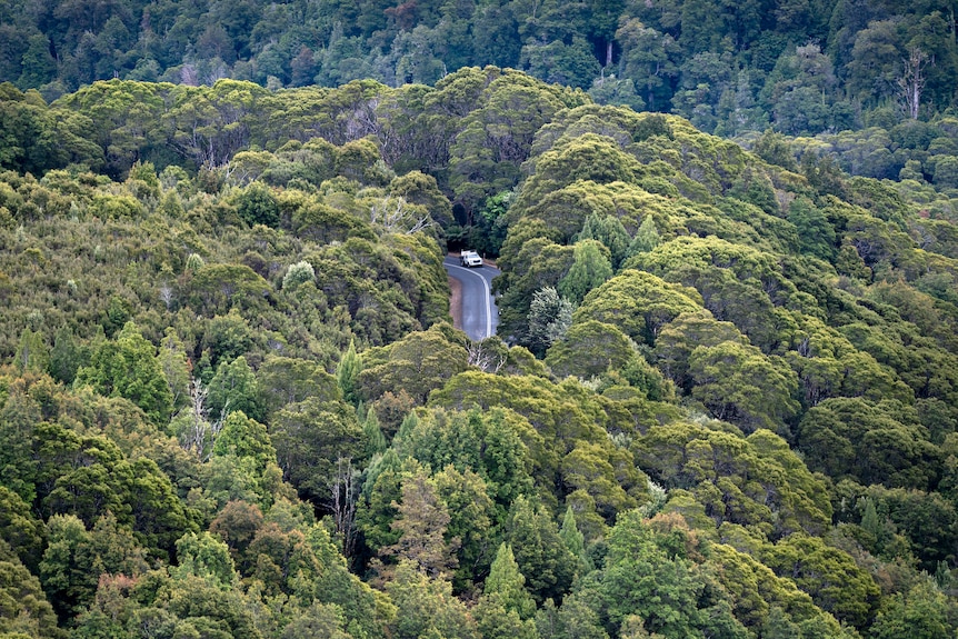 An aerial image shows a vehicle driving on a road that is dwarfed by dense green forestry