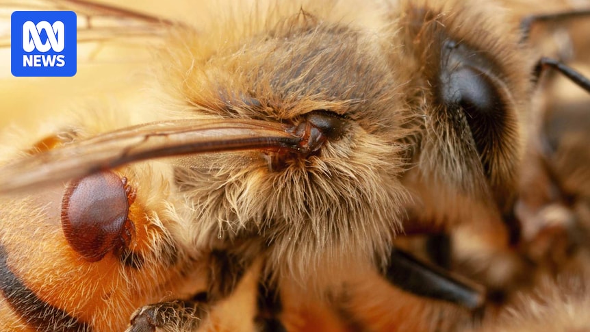 Major setback for beekeepers as varroa mite chemical resistance detected again