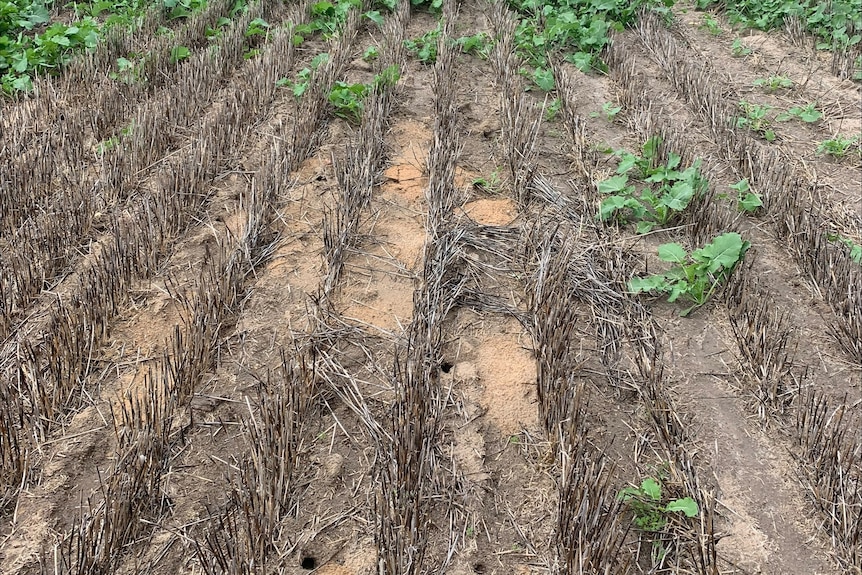 Mice holes in foreground, surrounded by bare ground, with cabbaging canola in background