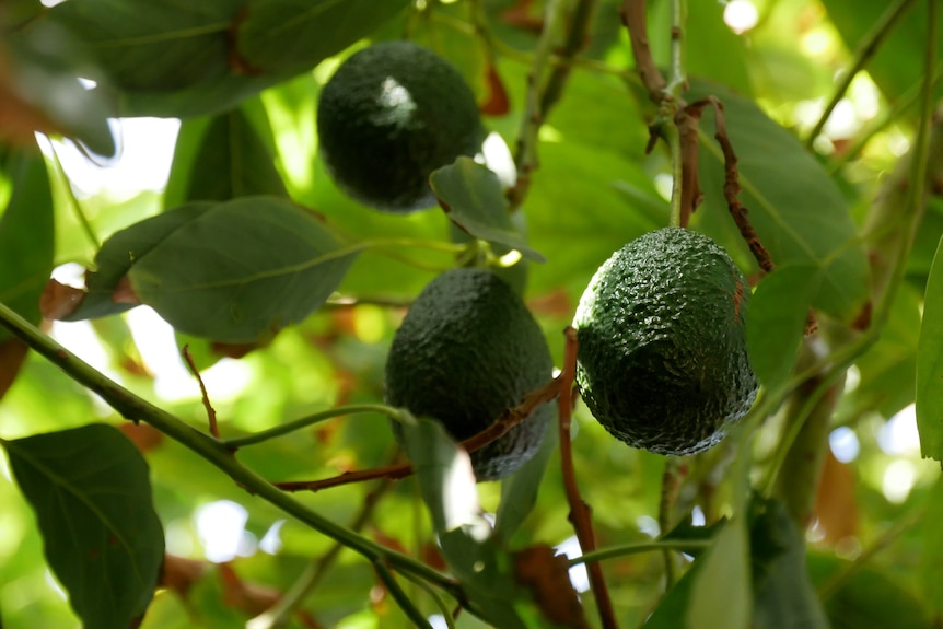 three green avocados growing surrounded by tree leaves.