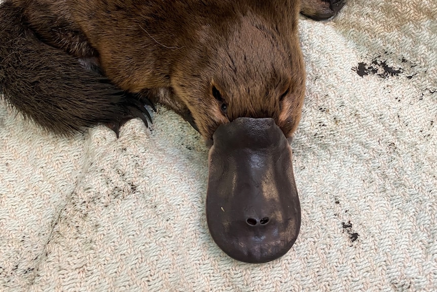 A platypus curled up on a white towel