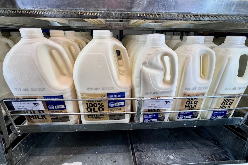 Bottles of milk in a refrigerator.