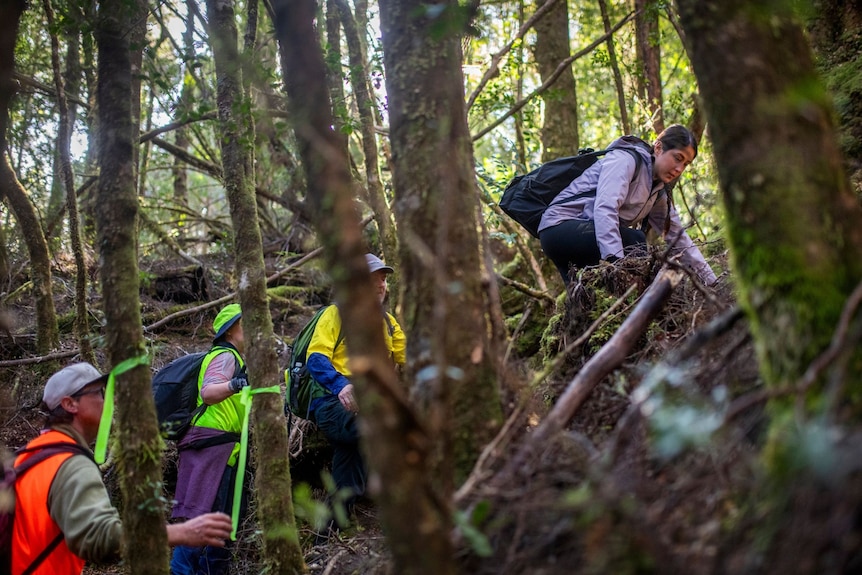 Four people wearing backpacks and long-sleeved clothing scramble up a hill among a forest of straight trees