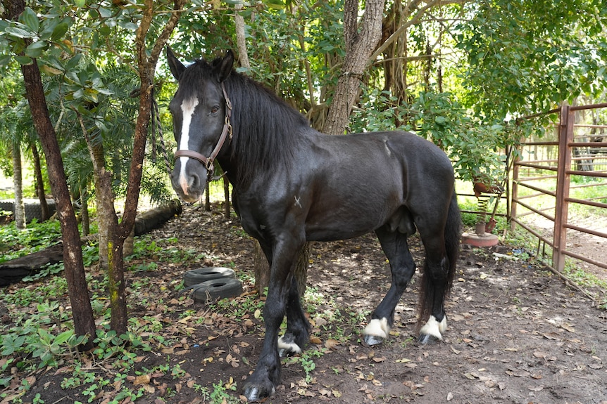 A Waler horse standing in a pen, with lots of shade and leafy green trees.