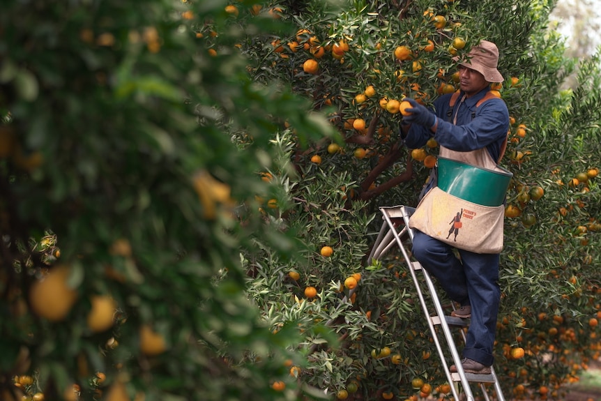 A man reaches up into a tree with a bag on his side as he picks mandarins in an orchard.