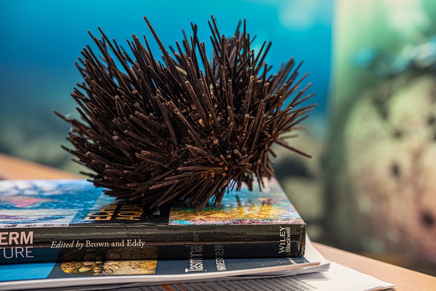 Man Holding a Sea Urchin