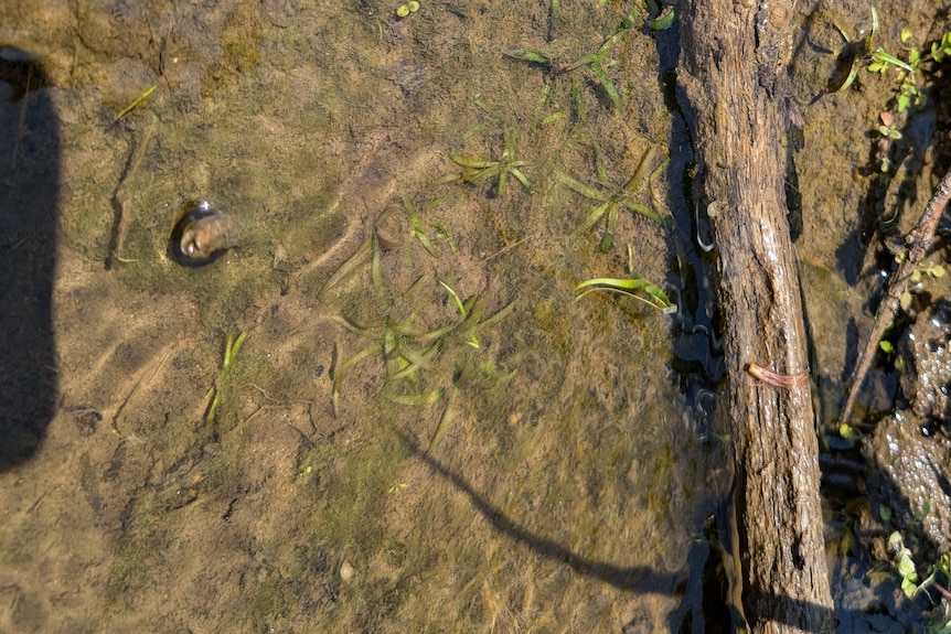 Little bits of grass in the shallows.