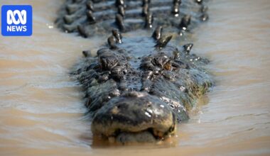 Reptile remains believed to be a crocodile found dumped on side of Adelaide road