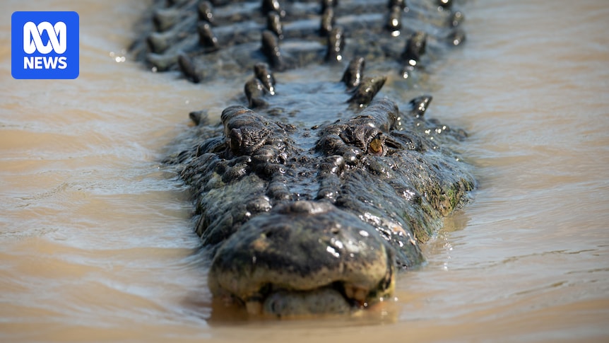 Reptile remains believed to be a crocodile found dumped on side of Adelaide road