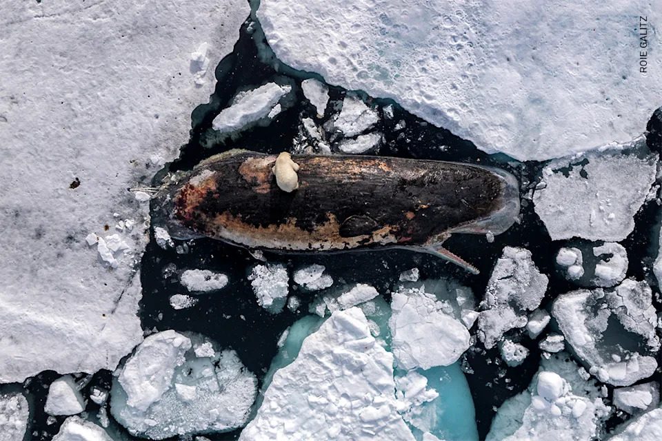 A female polar bear feeds on a sperm whale carcass in the polar pack ice north of the Norwegian archipelago, Svalbard. 82° North, International Waters, 8 July 2025