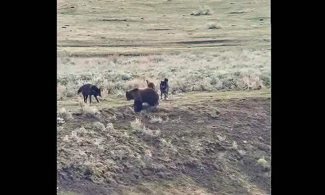 Grizzly bear harassed by wolves.