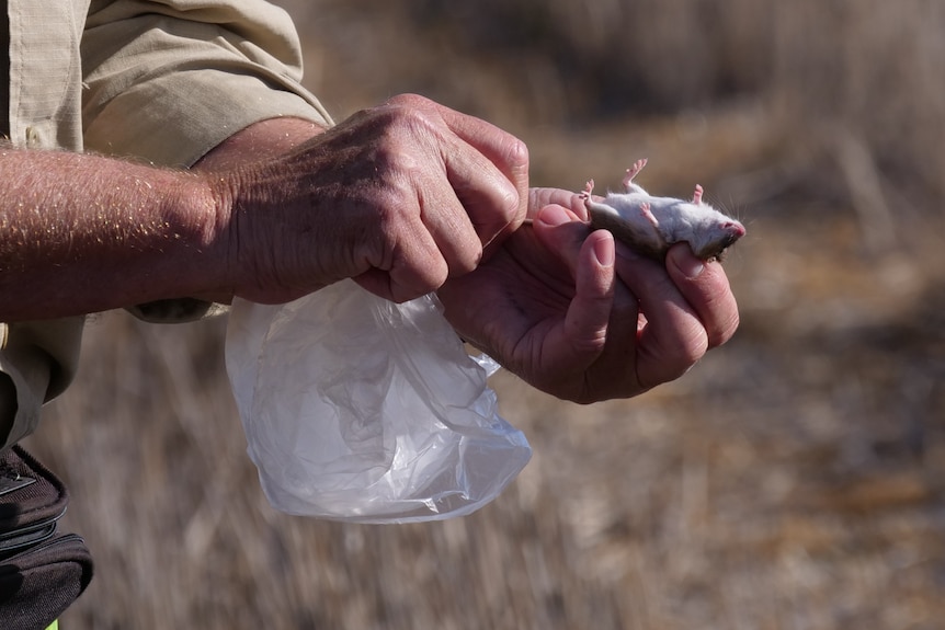 a close up of a man's hands holding a live mouse