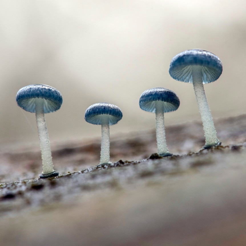Four tiny blue-capped umbrella-shaped mushrooms in a row.