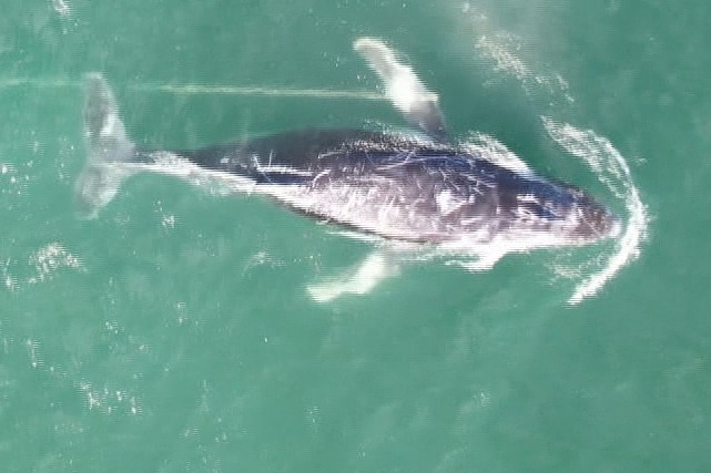 a whale in the ocean entangled with the cord around one of its fins