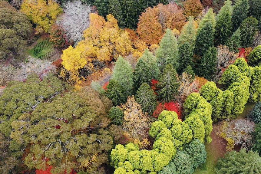drone photo of autumn trees.