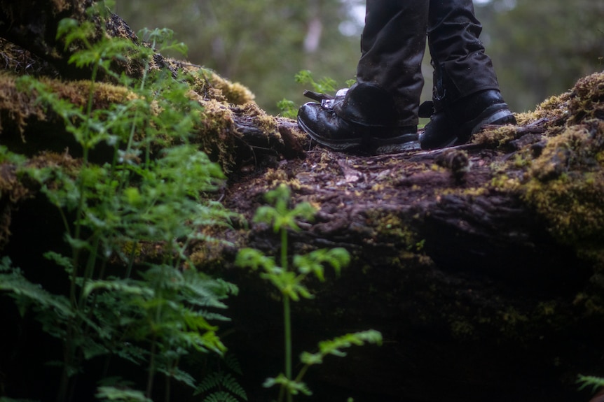 A person wearing black boots and long dark pants balances on a mossy log in the forest. Only ankles down can be seen