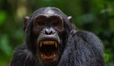 Chimpanzee groups stun scientists with killing spree
